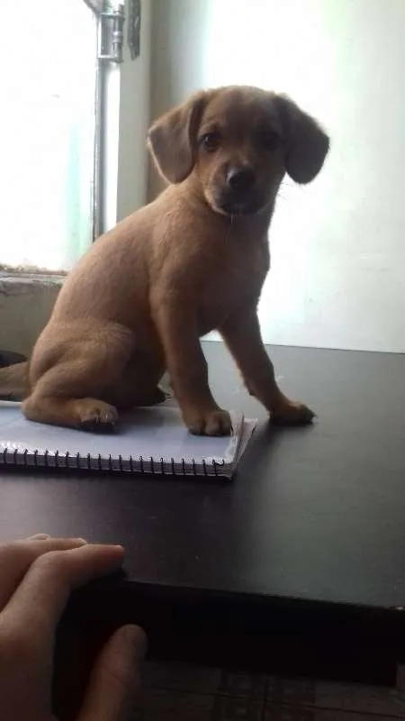 Cachorro raça Labrador/Viralata idade Abaixo de 2 meses nome Nâo tem 