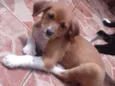 Nâo tem 