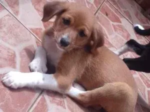 Cachorro raça Labrador/Viralata idade Abaixo de 2 meses nome Nâo tem 