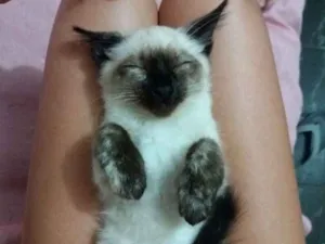 Gato raça  idade 2 a 6 meses nome Lola