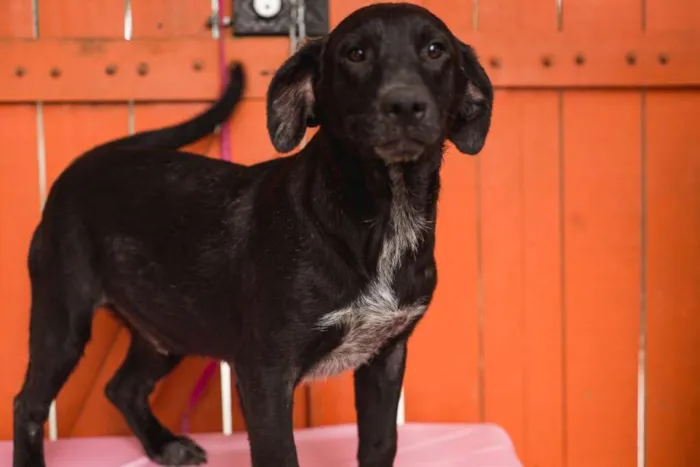 Cachorro ra a  idade 1 ano nome Salomão Pequeno