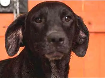 Cachorro ra a  idade 1 ano nome Salomão Pequeno