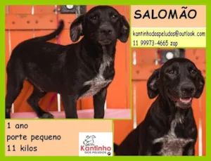 Cachorro raça  idade 1 ano nome Salomão Pequeno