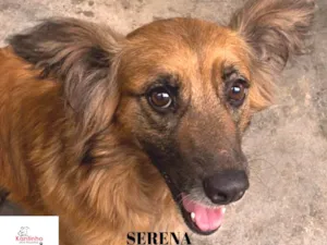 Cachorro raça  idade 2 anos nome Serena Pequena