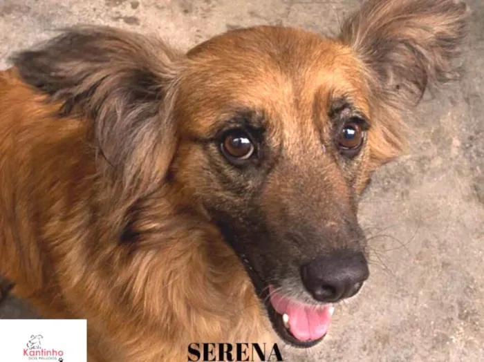 Cachorro ra a  idade 2 anos nome Serena Pequena
