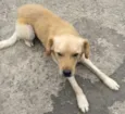 Marley