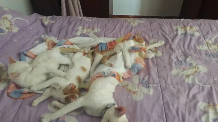 Gato raça Não sabemos idade  nome 2 machos e 2 femeas