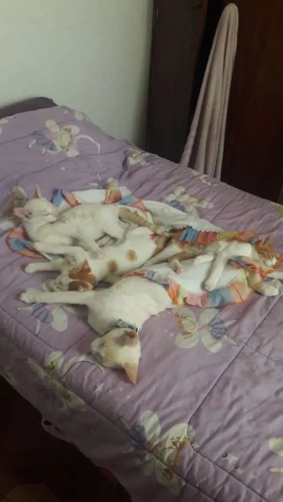 Gato raça Não sabemos idade  nome 2 machos e 2 femeas