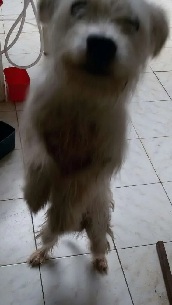 Cachorro ra a vira lata idade 1 ano nome spike