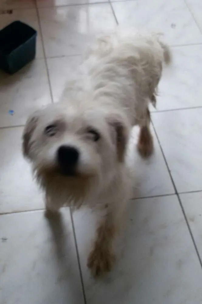 Cachorro ra a vira lata idade 1 ano nome spike