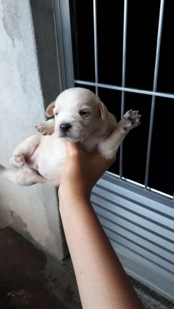 Cachorro ra a Frisee com vira-lata idade  nome Sem nome