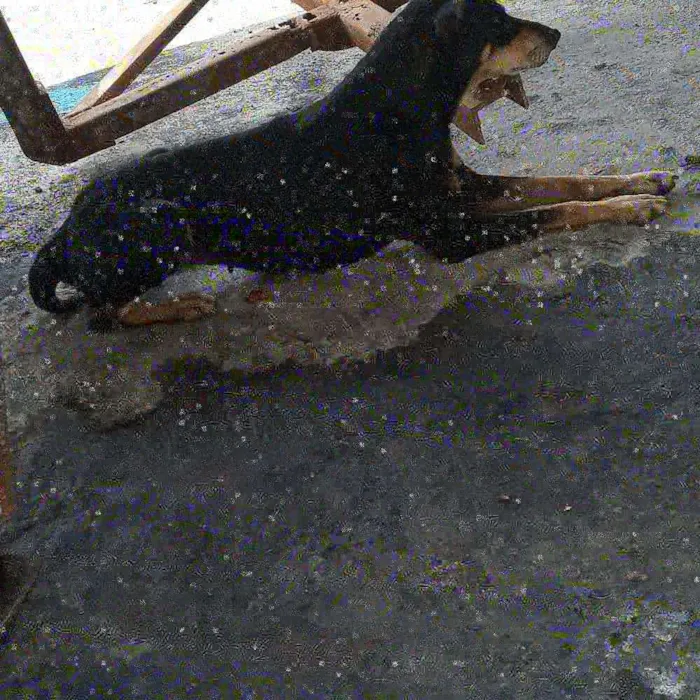 Cachorro ra a SRD idade 2 anos nome Sem nome