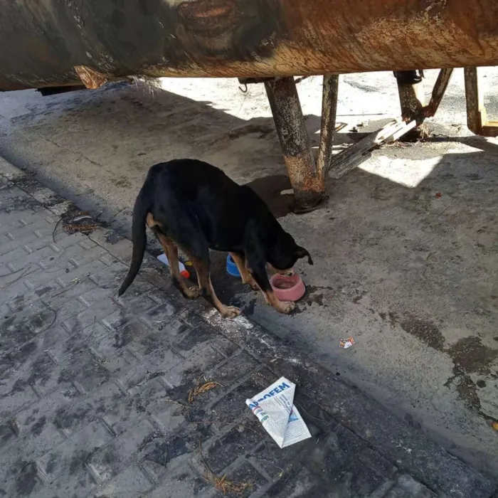 Cachorro ra a SRD idade 2 anos nome Sem nome