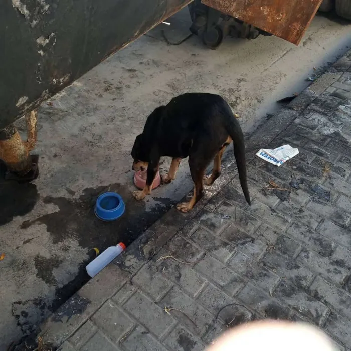 Cachorro ra a SRD idade 2 anos nome Sem nome