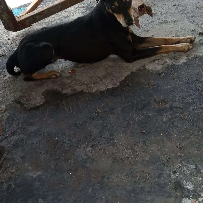 Cachorro ra a SRD idade 2 anos nome Sem nome