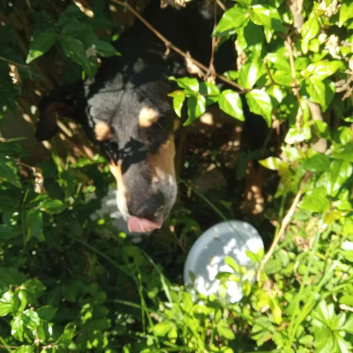 Cachorro ra a SRD idade 2 anos nome Sem nome