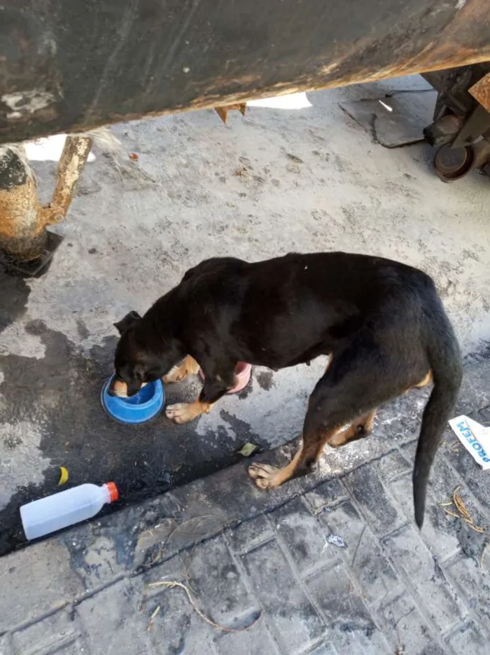 Cachorro ra a SRD idade 2 anos nome Sem nome