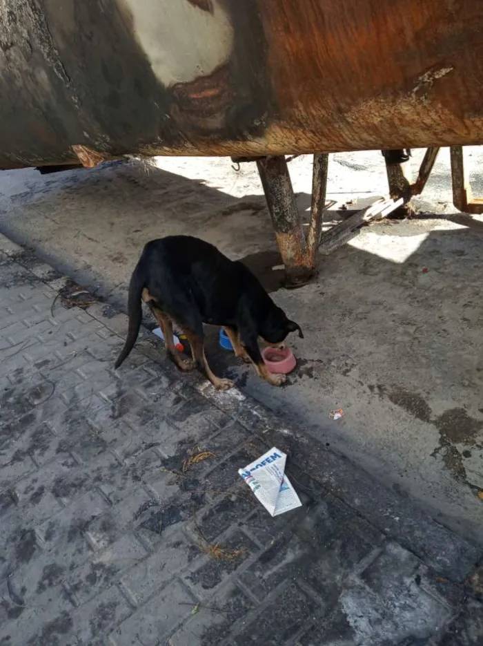 Cachorro ra a SRD idade 2 anos nome Sem nome