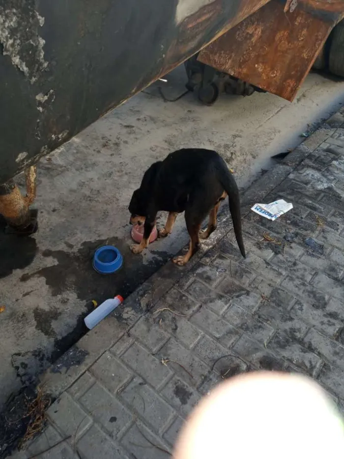 Cachorro ra a SRD idade 2 anos nome Sem nome