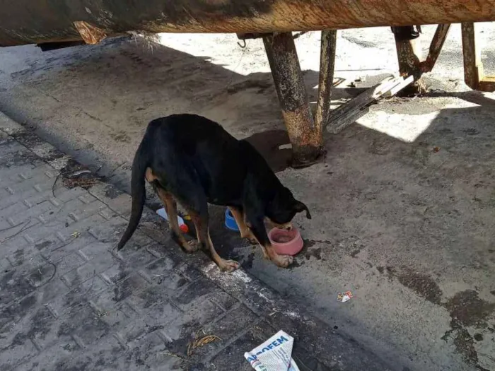 Cachorro ra a SRD idade 2 anos nome Sem nome