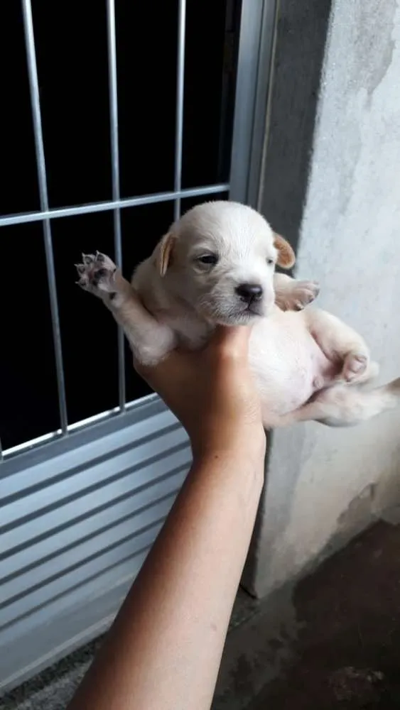 Cachorro ra a Frisee com vira-lata idade  nome Sem nome