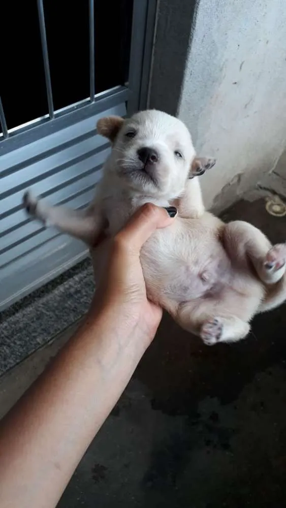 Cachorro ra a Frisee com vira-lata idade  nome Sem nome