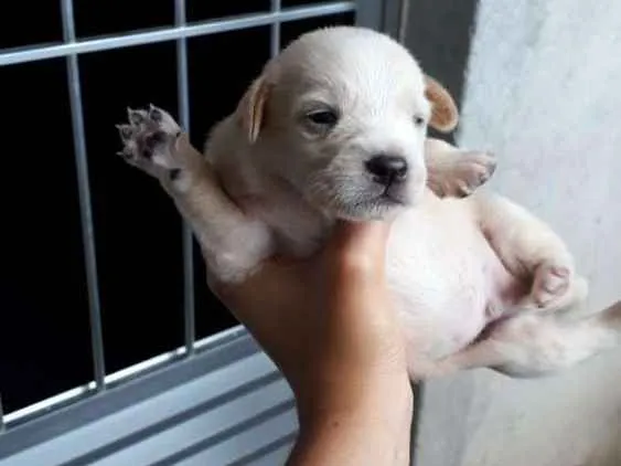 Cachorro ra a Frisee com vira-lata idade  nome Sem nome