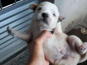 Cachorro raça Frisee com vira-lata idade  nome Sem nome