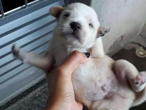 Cachorro ra a Frisee com vira-lata idade  nome Sem nome