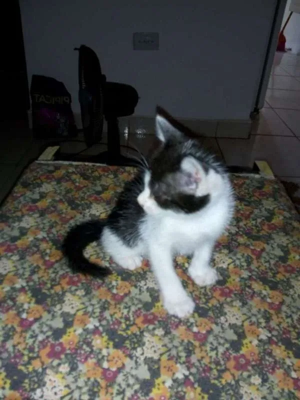 Gato ra a srd idade Abaixo de 2 meses nome Bebezinhos