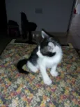 Bebezinhos