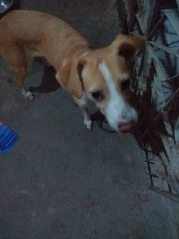 Cachorro ra a NÃO TEM RAÇA DEFINIDA idade 3 anos nome AMARELINHA