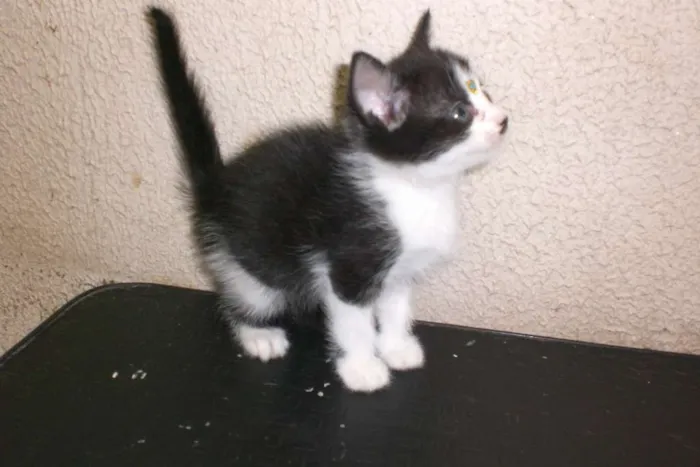 Gato ra a srd idade Abaixo de 2 meses nome Bebezinhos