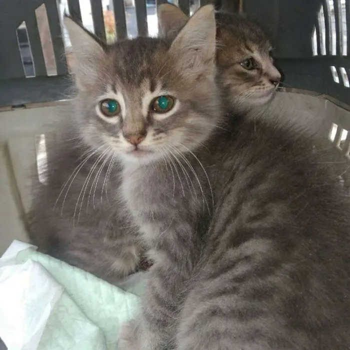 Gato ra a srd idade Abaixo de 2 meses nome Bebezinhos