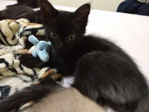 Gato raça SRD idade 2 a 6 meses nome Tininha