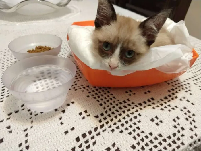 Gato ra a SRD idade 2 a 6 meses nome Felipe e Juliano