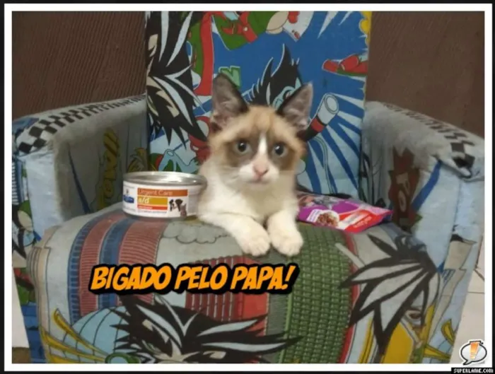Gato ra a SRD idade 2 a 6 meses nome Felipe e Juliano