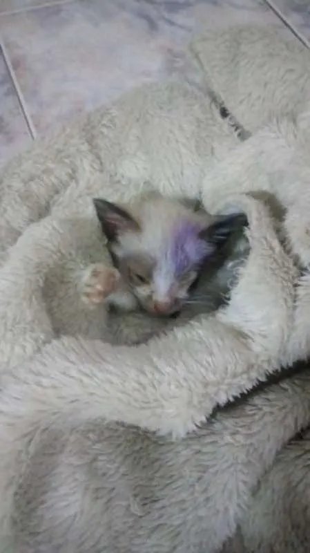 Gato ra a SRD idade 2 a 6 meses nome Felipe e Juliano