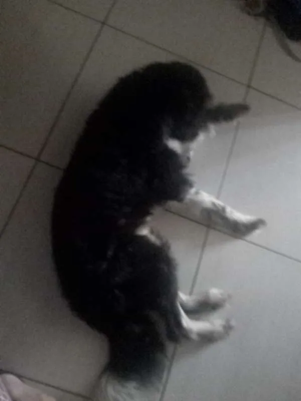 Cachorro raça Mestiço idade 3 anos nome Fredh