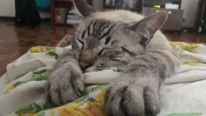 Gato ra a  idade 1 ano nome Tazo