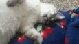 Tazo