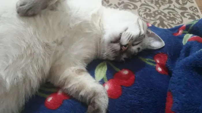 Gato ra a  idade 1 ano nome Tazo