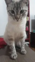 Tazo