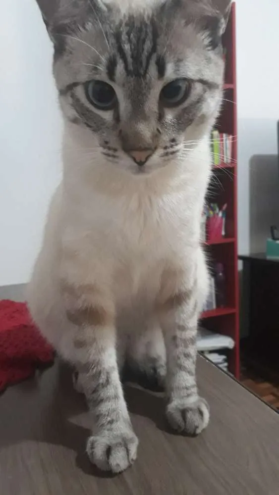 Gato ra a  idade 1 ano nome Tazo