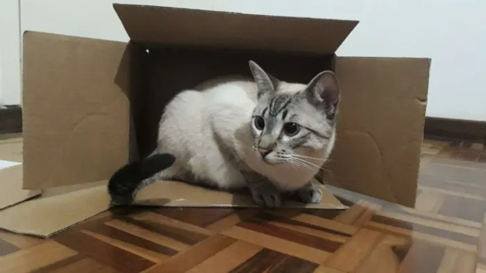 Gato ra a  idade 1 ano nome Tazo