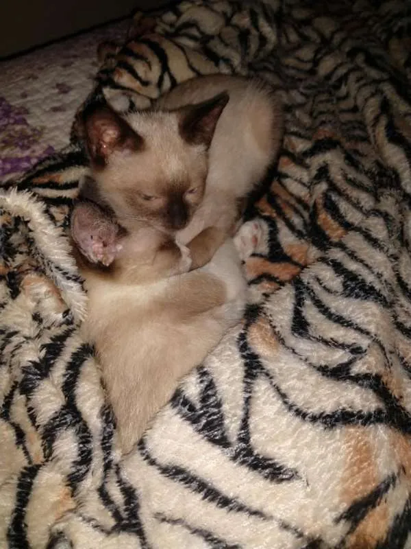 Gato ra a SRD idade 2 a 6 meses nome Felipe e Juliano