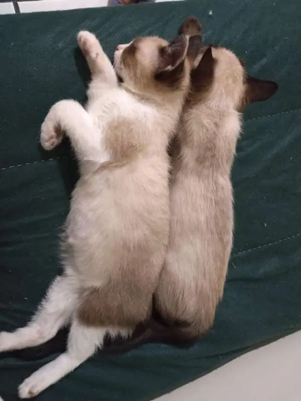 Gato ra a SRD idade 2 a 6 meses nome Felipe e Juliano