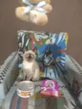 Felipe e Juliano