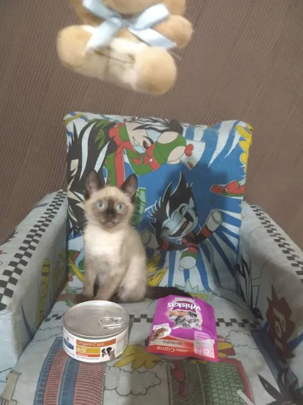 Gato ra a SRD idade 2 a 6 meses nome Felipe e Juliano