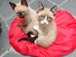 Gato raça SRD idade 2 a 6 meses nome Felipe e Juliano